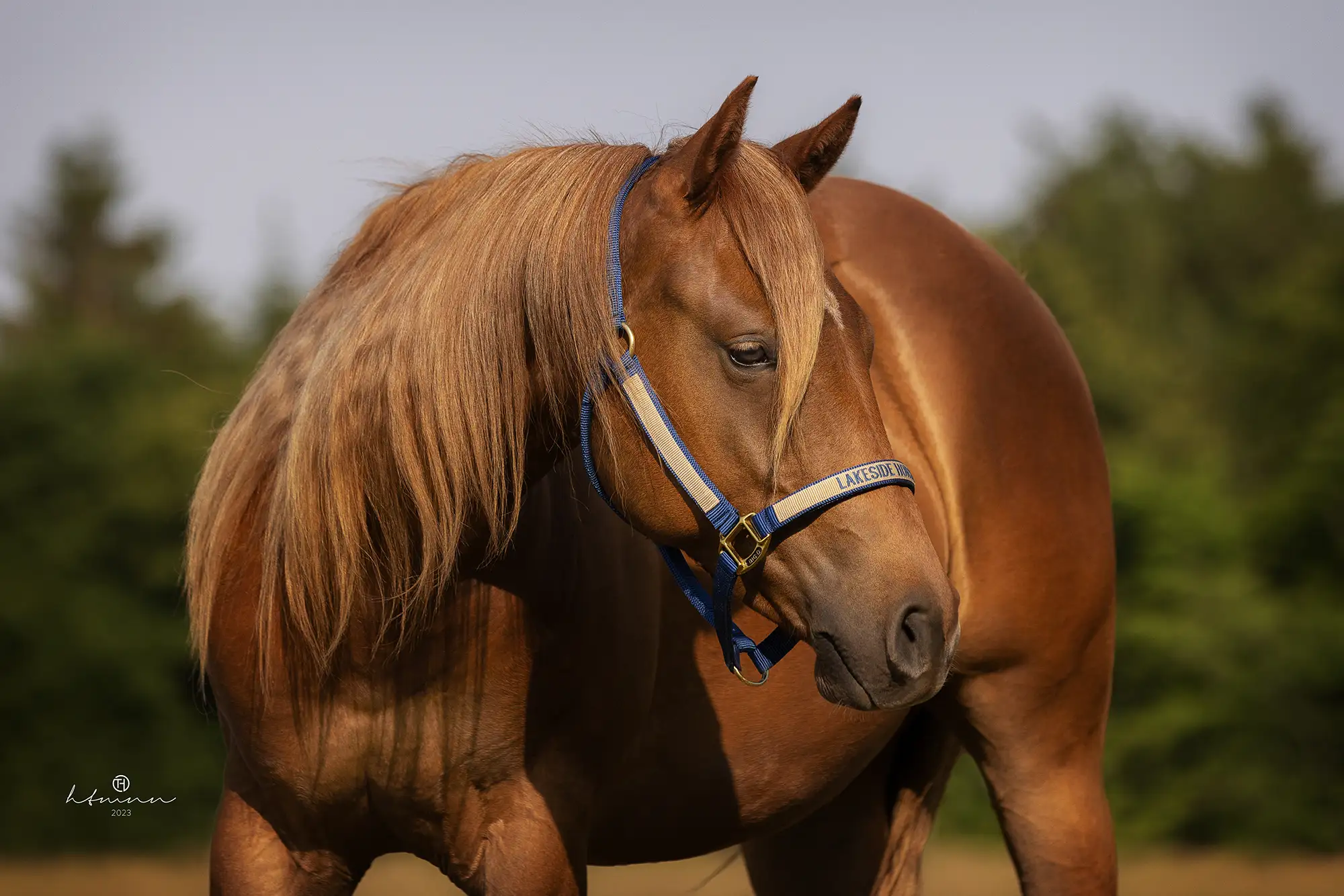 verkaufspferd-hengst-zweijährig-aqha