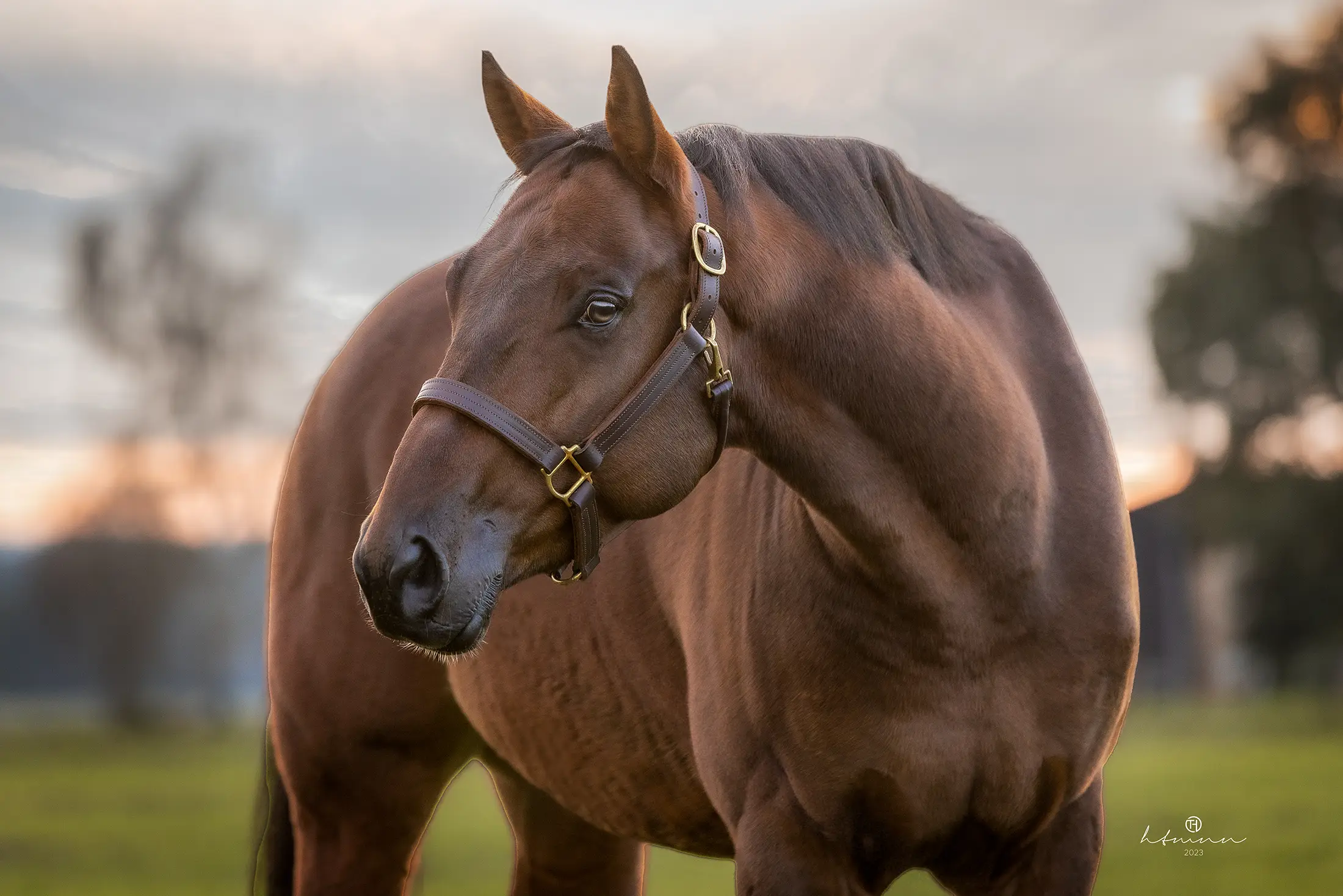 verkaufspferd-hengst-zweijährig-aqha