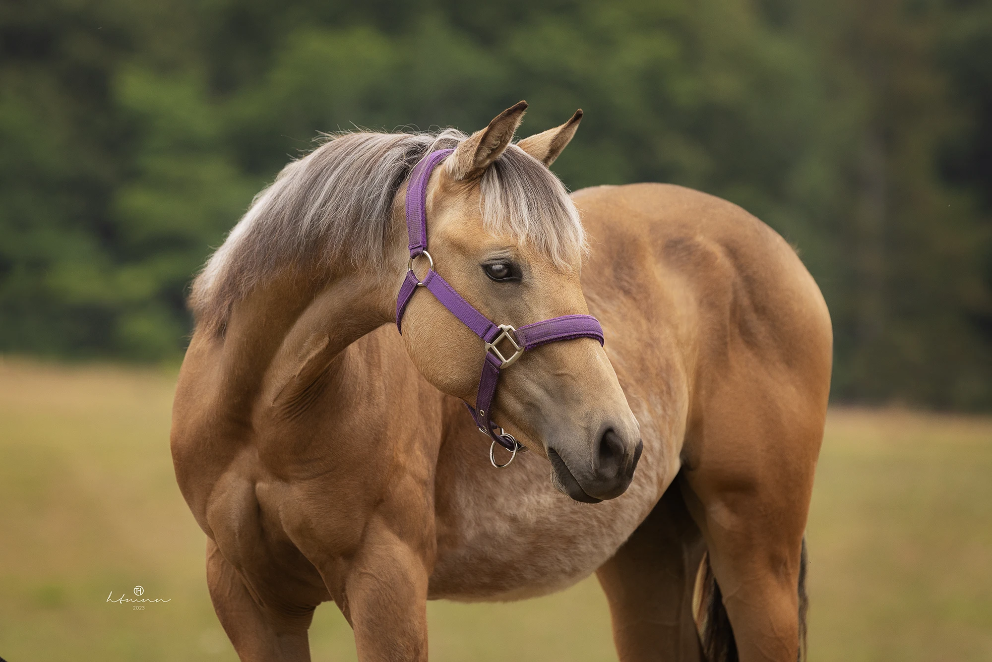 quarter-horse-jährling-palomino-verkaufspferd