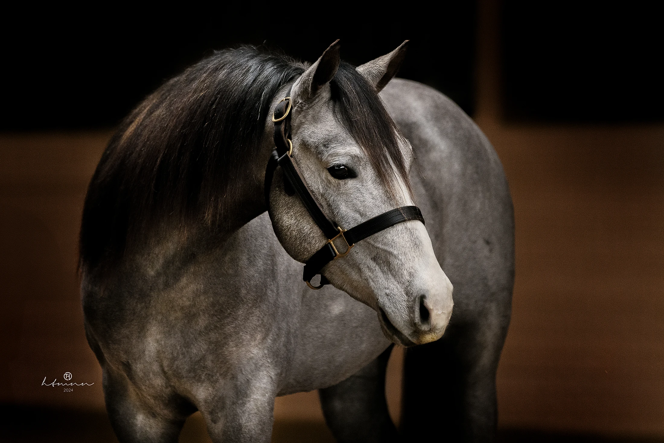 quarter-horse-jährling-palomino-verkaufspferd