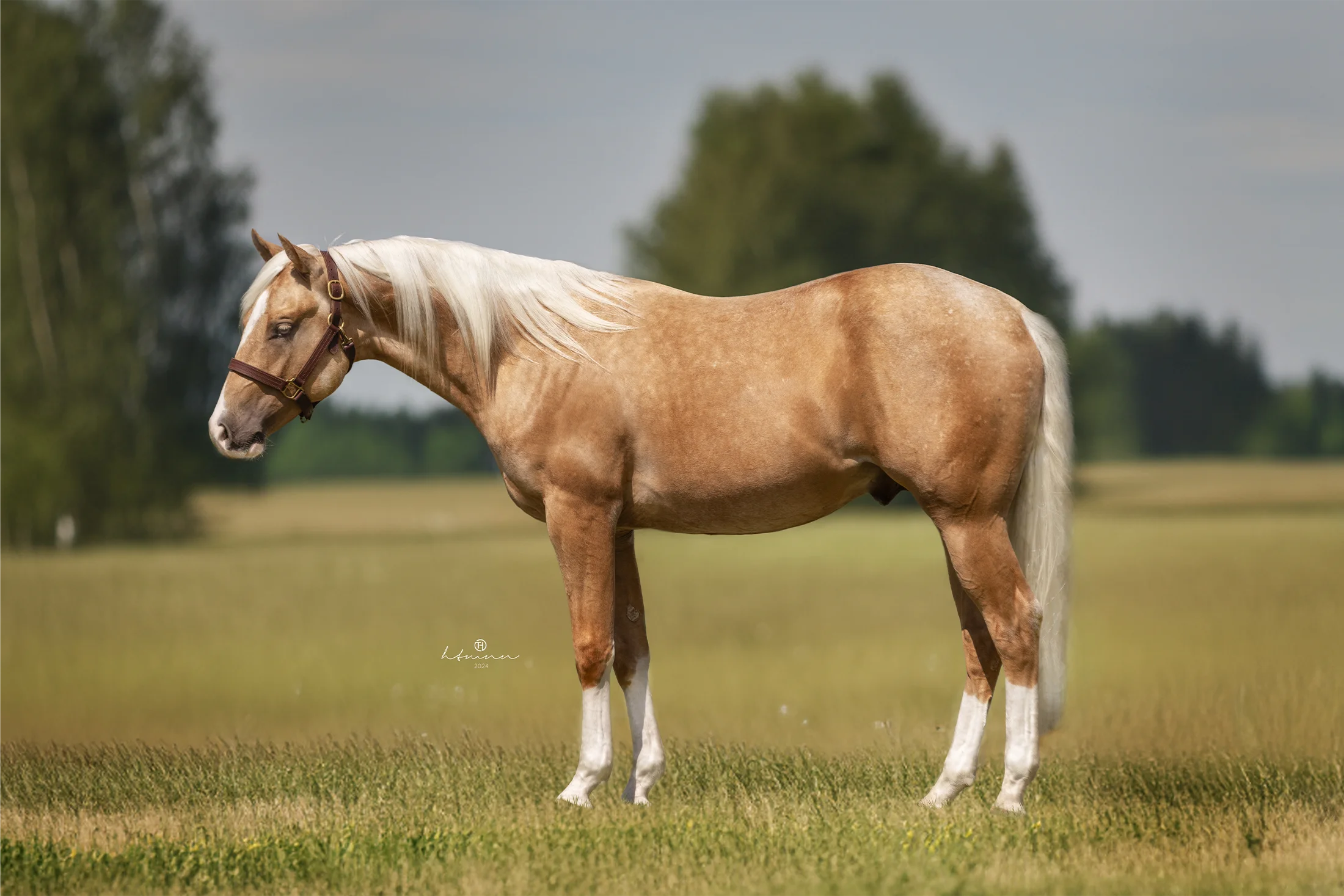 sharp-dressed-shiner-nachkomme-for-sale