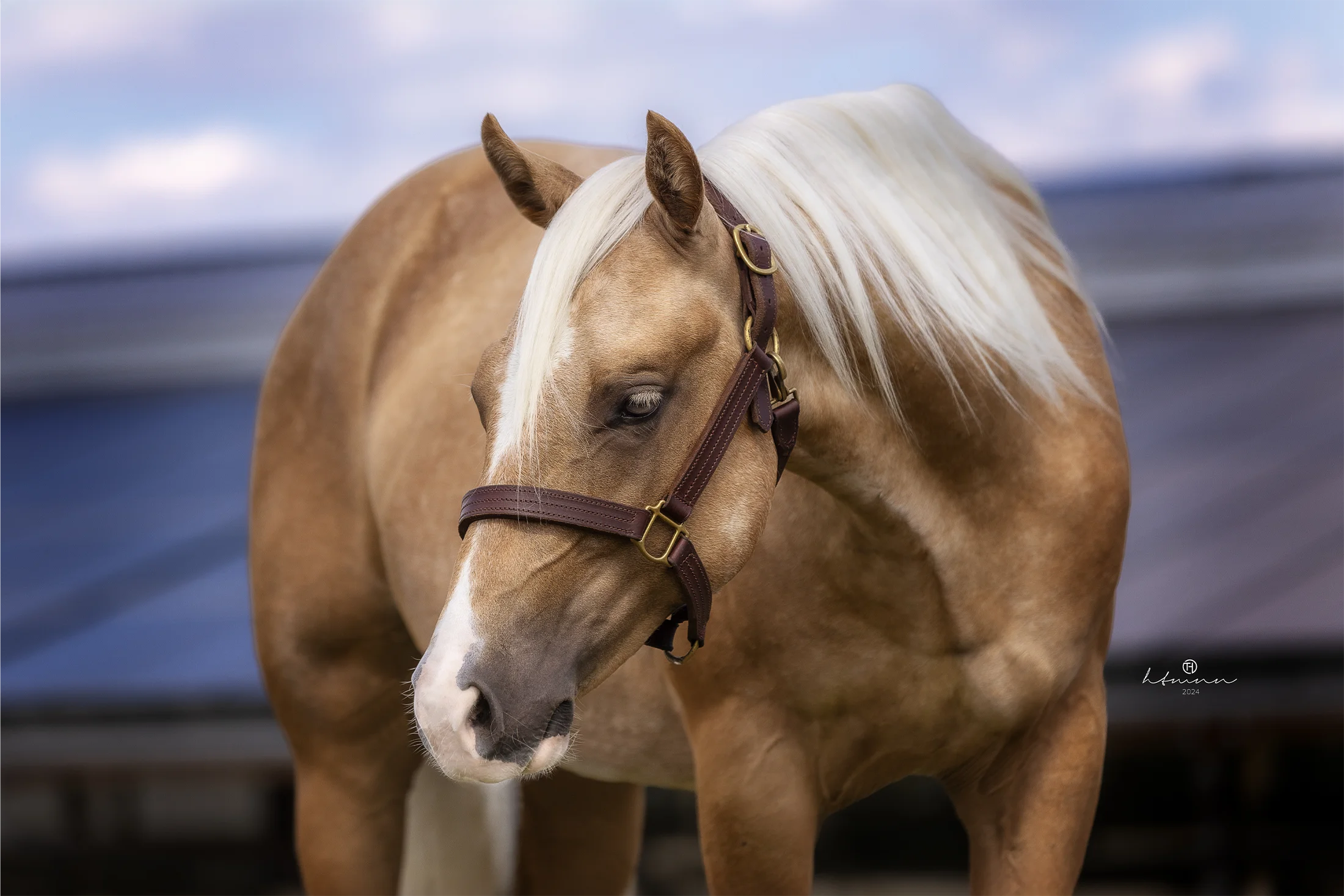 AQHA-Wallach-Chestnut-for-sale