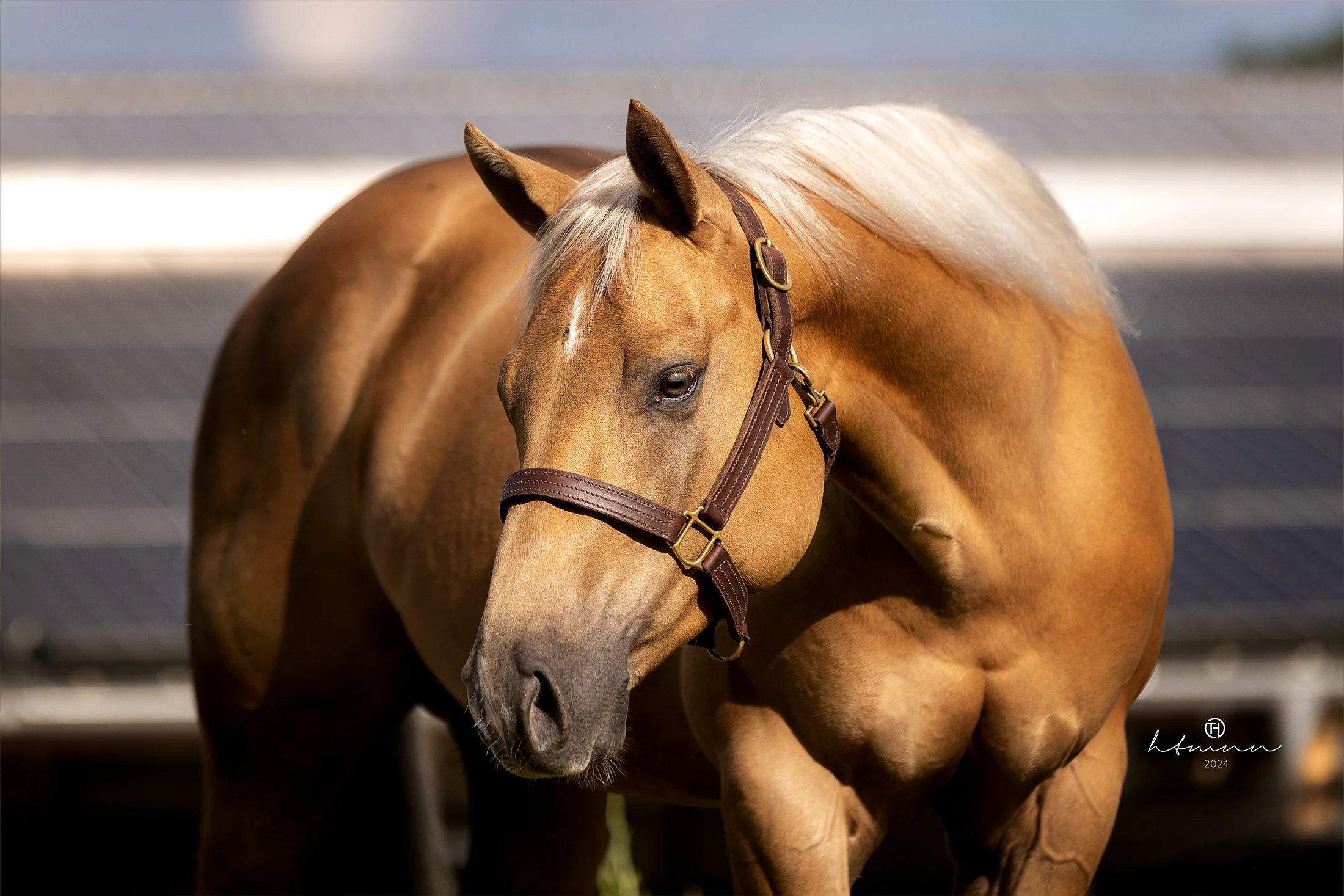 AQHA-Wallach-Chestnut-for-sale