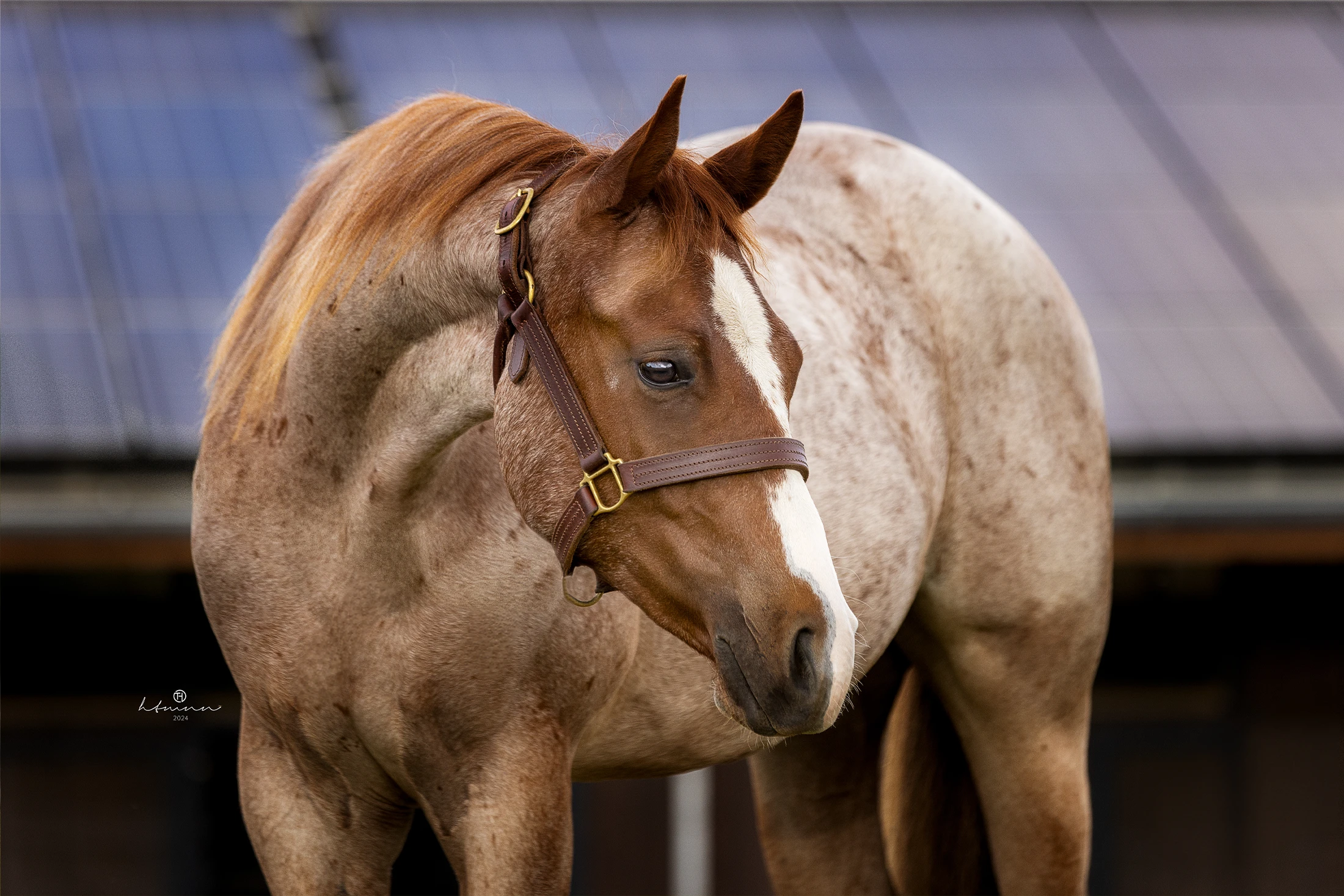 quarter-horse-jährling-palomino-verkaufspferd