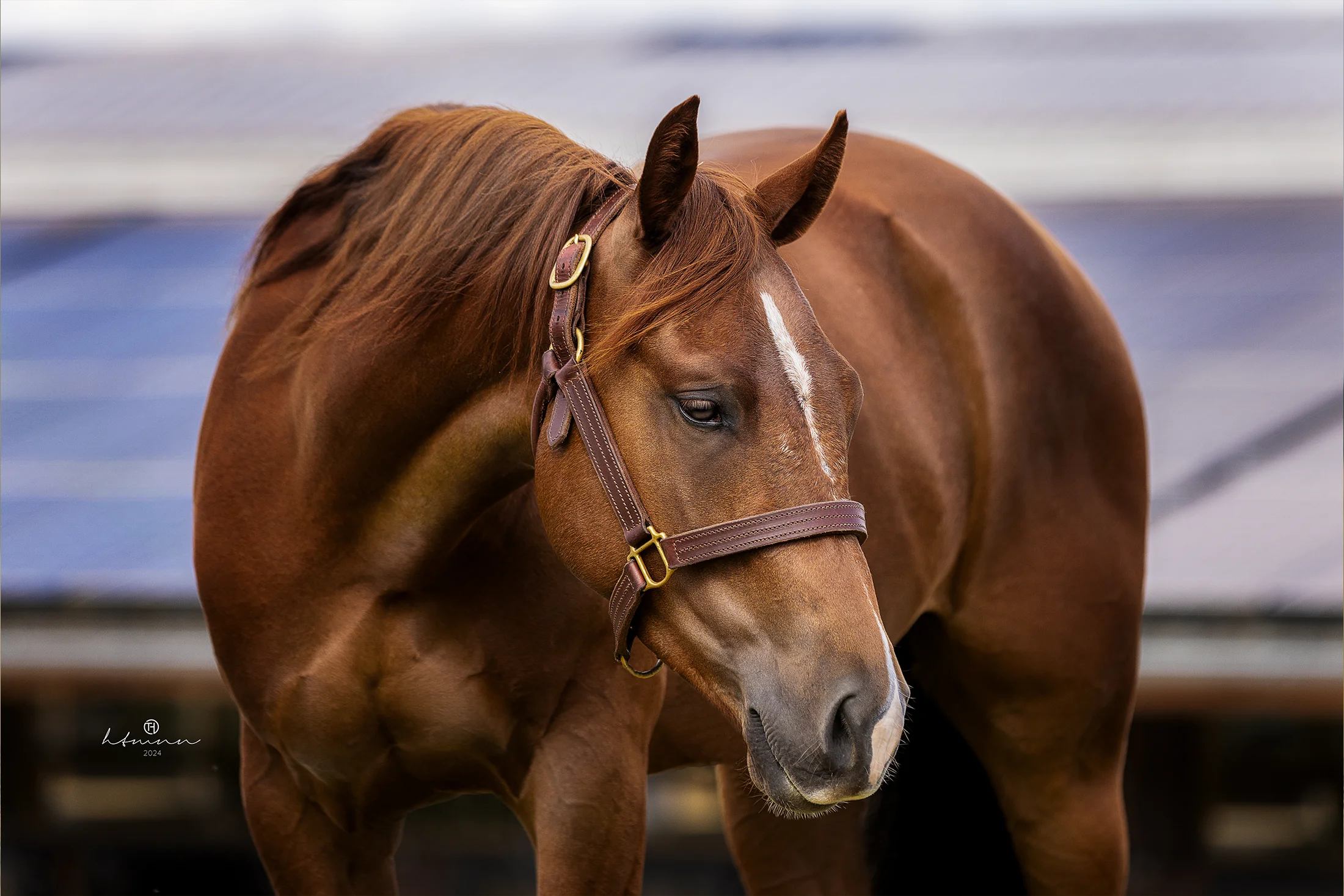 AQHA-Wallach-Chestnut-for-sale