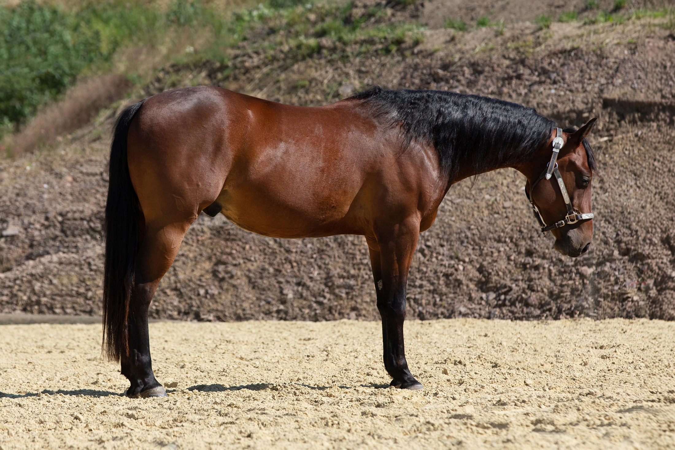 sharp-dressed-shiner-nachkomme-for-sale