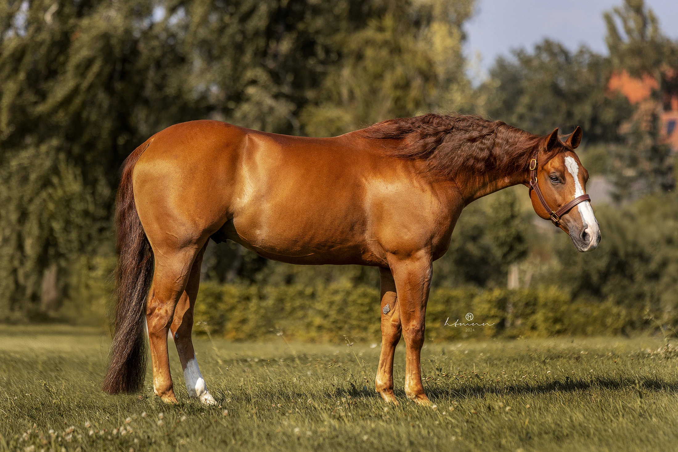 sharp-dressed-shiner-nachkomme-for-sale