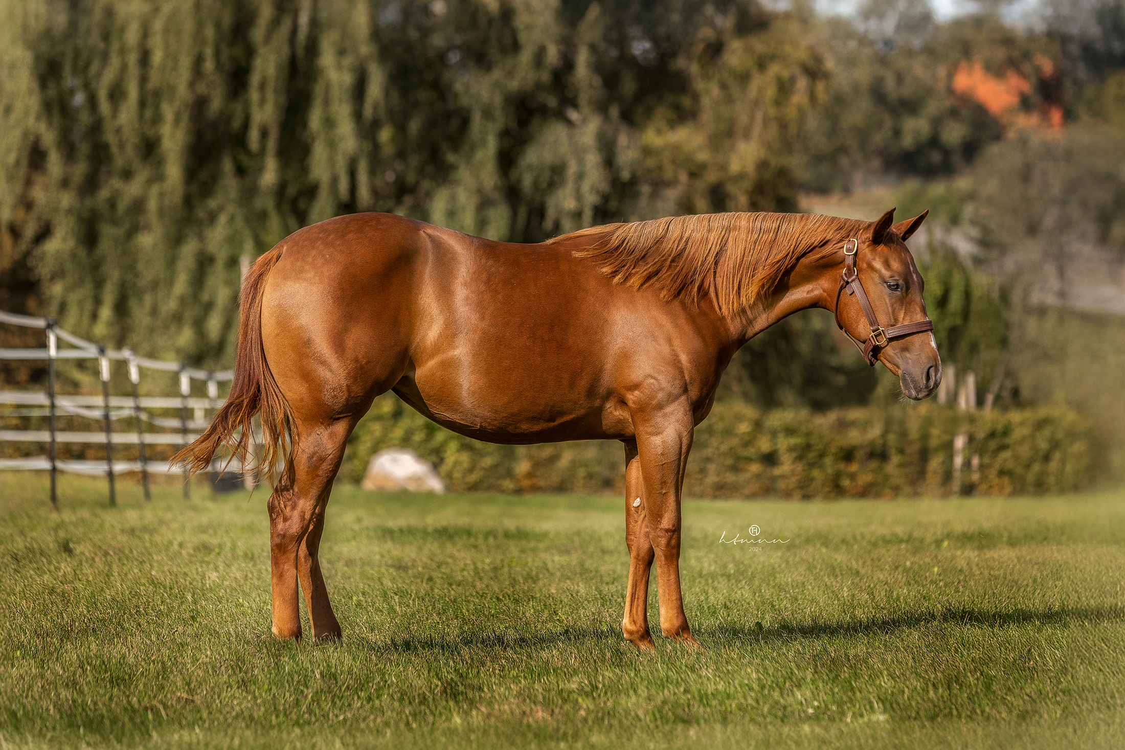 sharp-dressed-shiner-nachkomme-for-sale