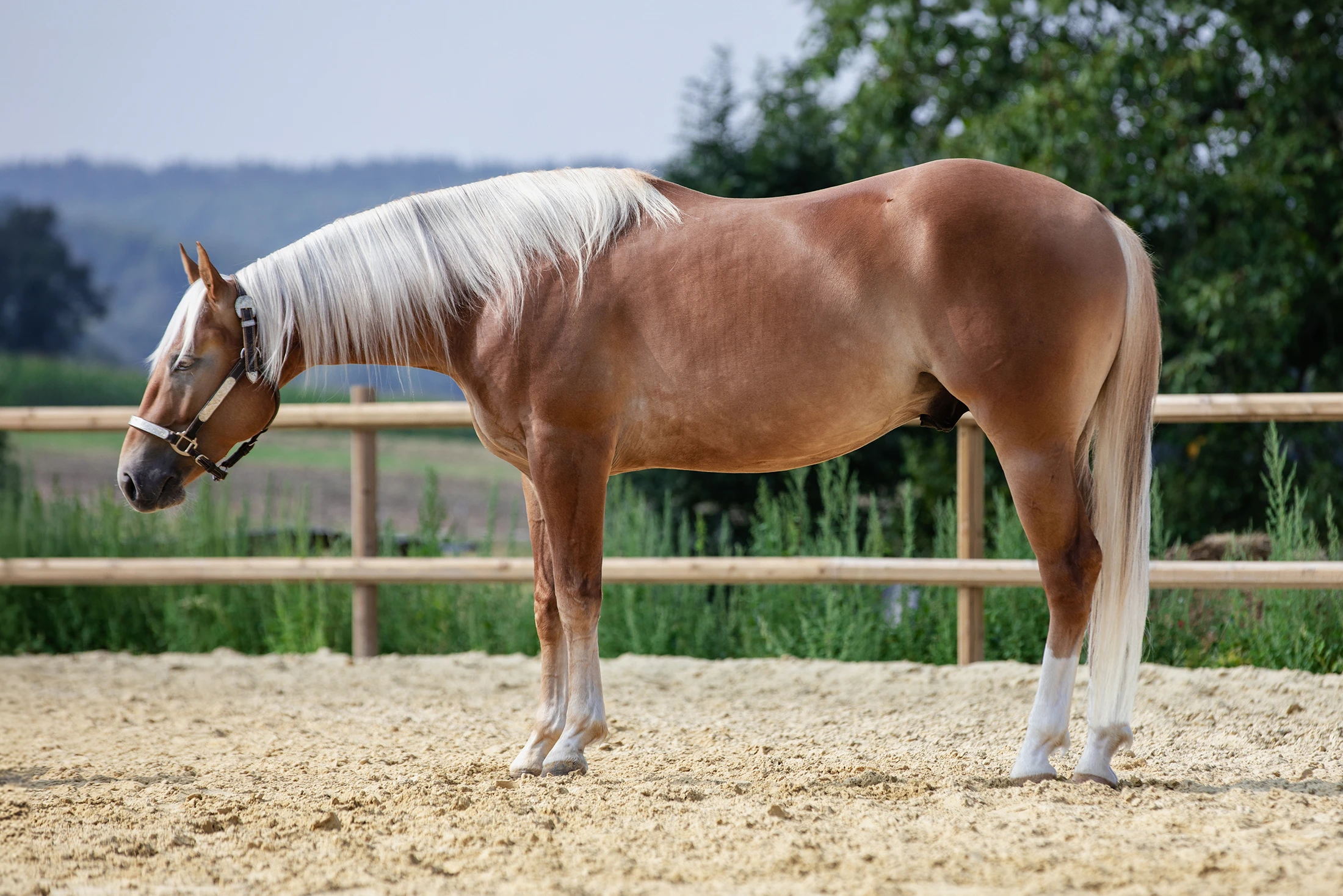 sharp-dressed-shiner-nachkomme-for-sale