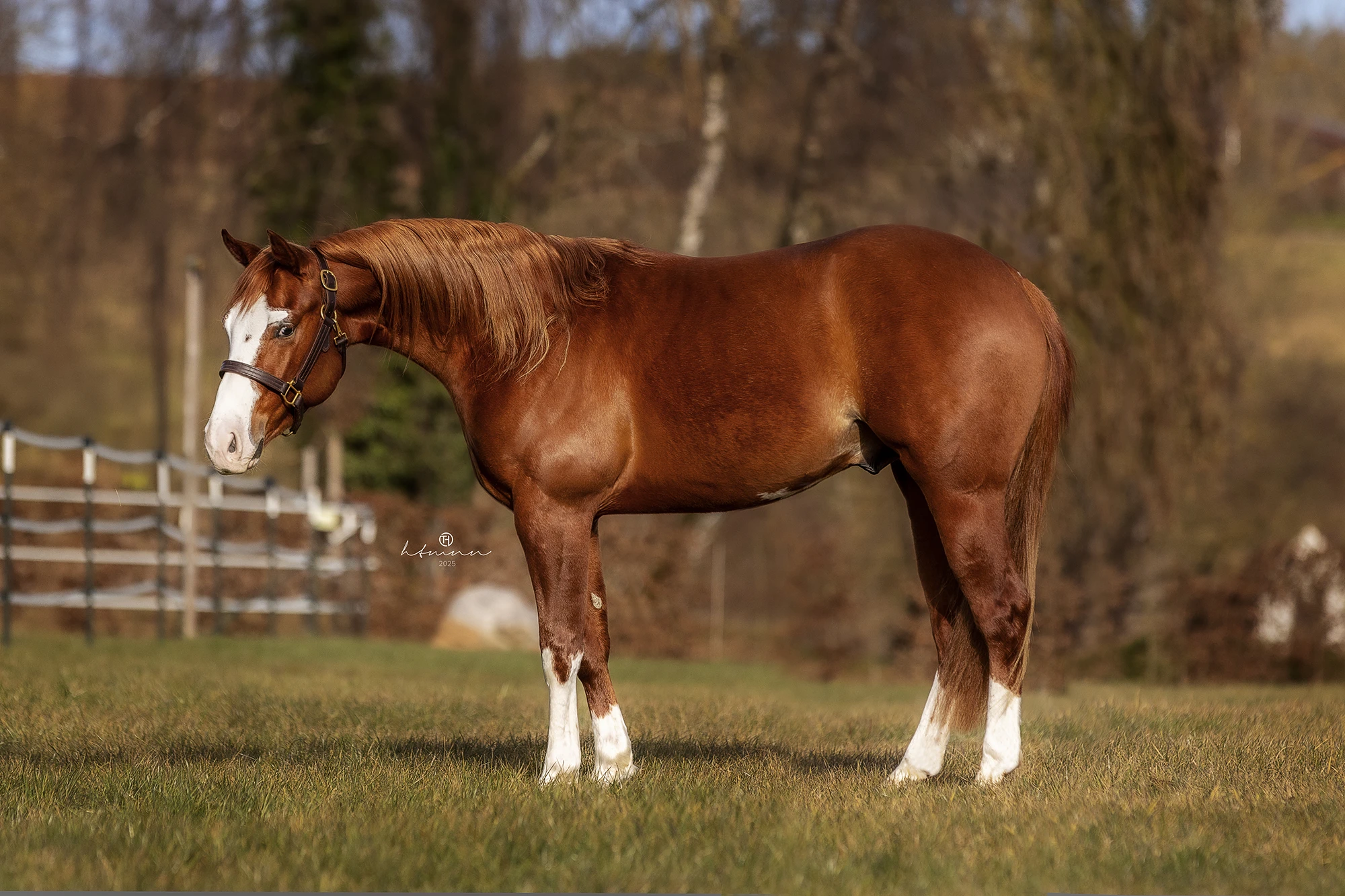 sharp-dressed-shiner-nachkomme-for-sale