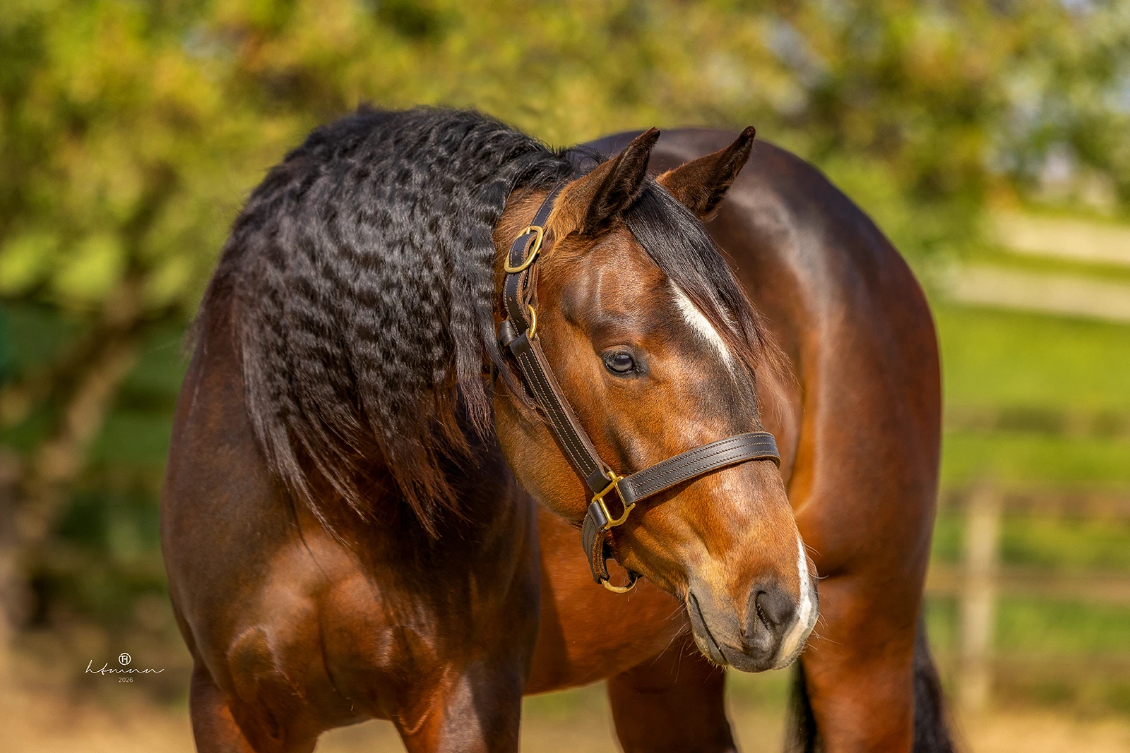 gini-head quarter-horse-jährling-palomino-verkaufspferd