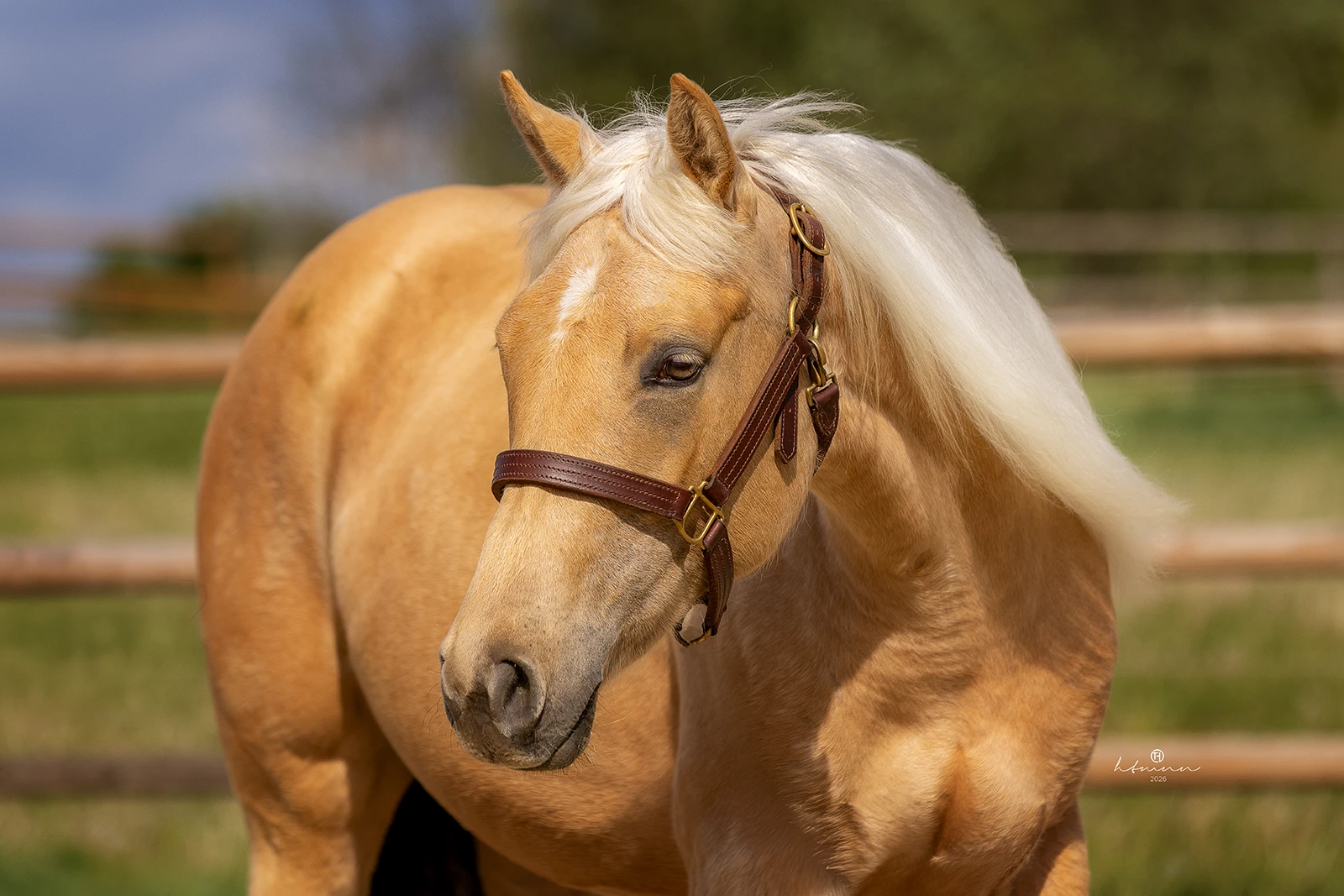 gurke-head quarter-horse-jährling-palomino-verkaufspferd
