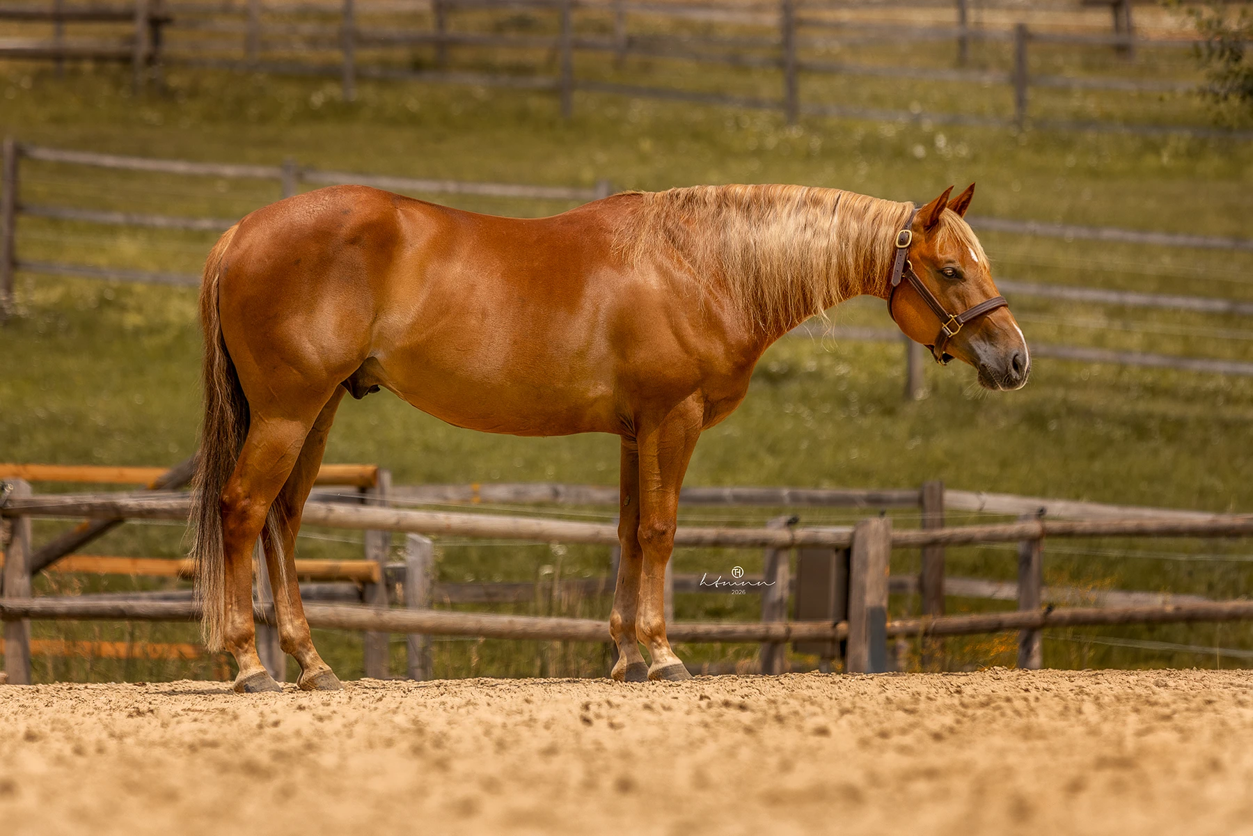 sharp-dressed-shiner-nachkomme-for-sale