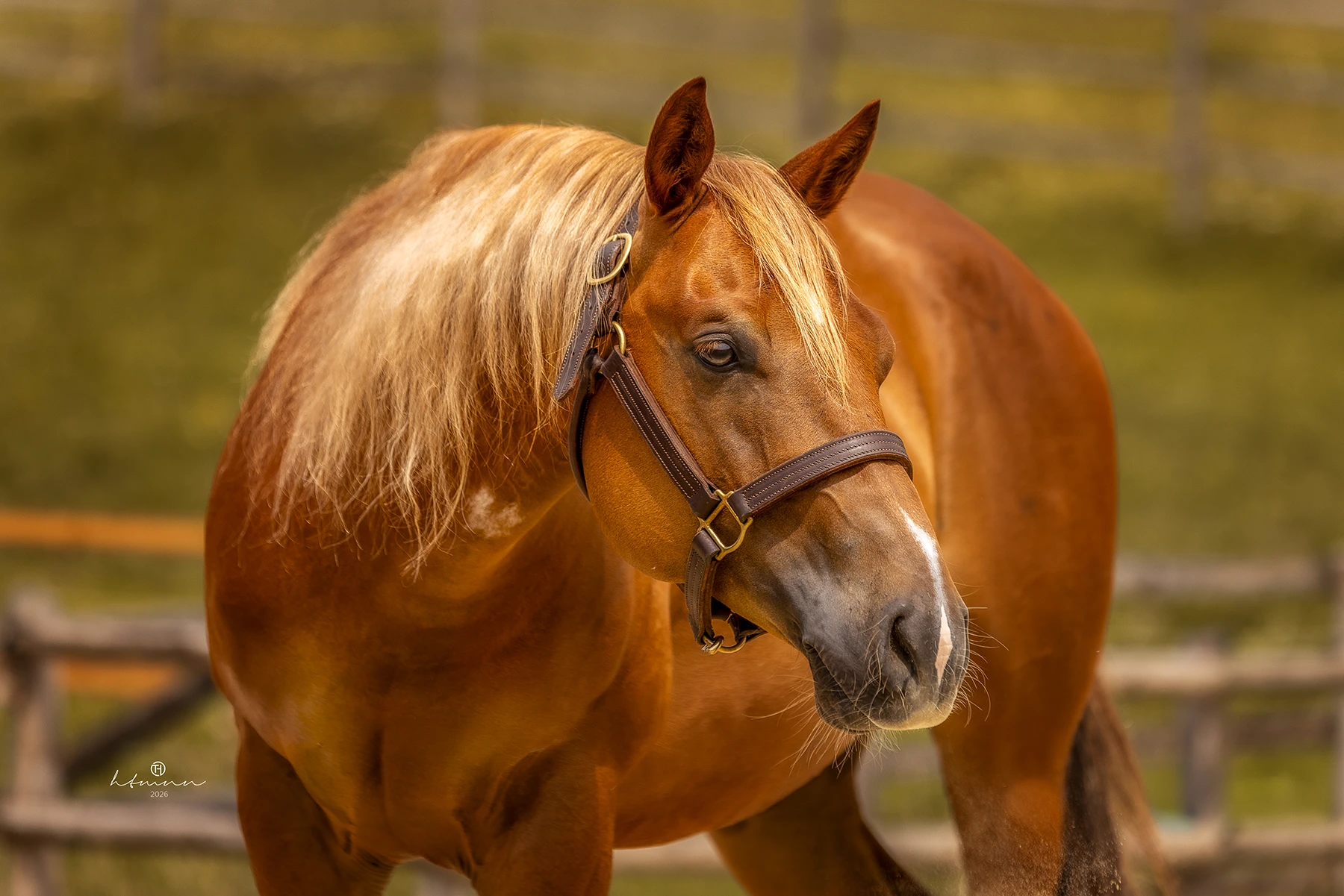 in-like-feona-head quarter-horse-jährling-palomino-verkaufspferd