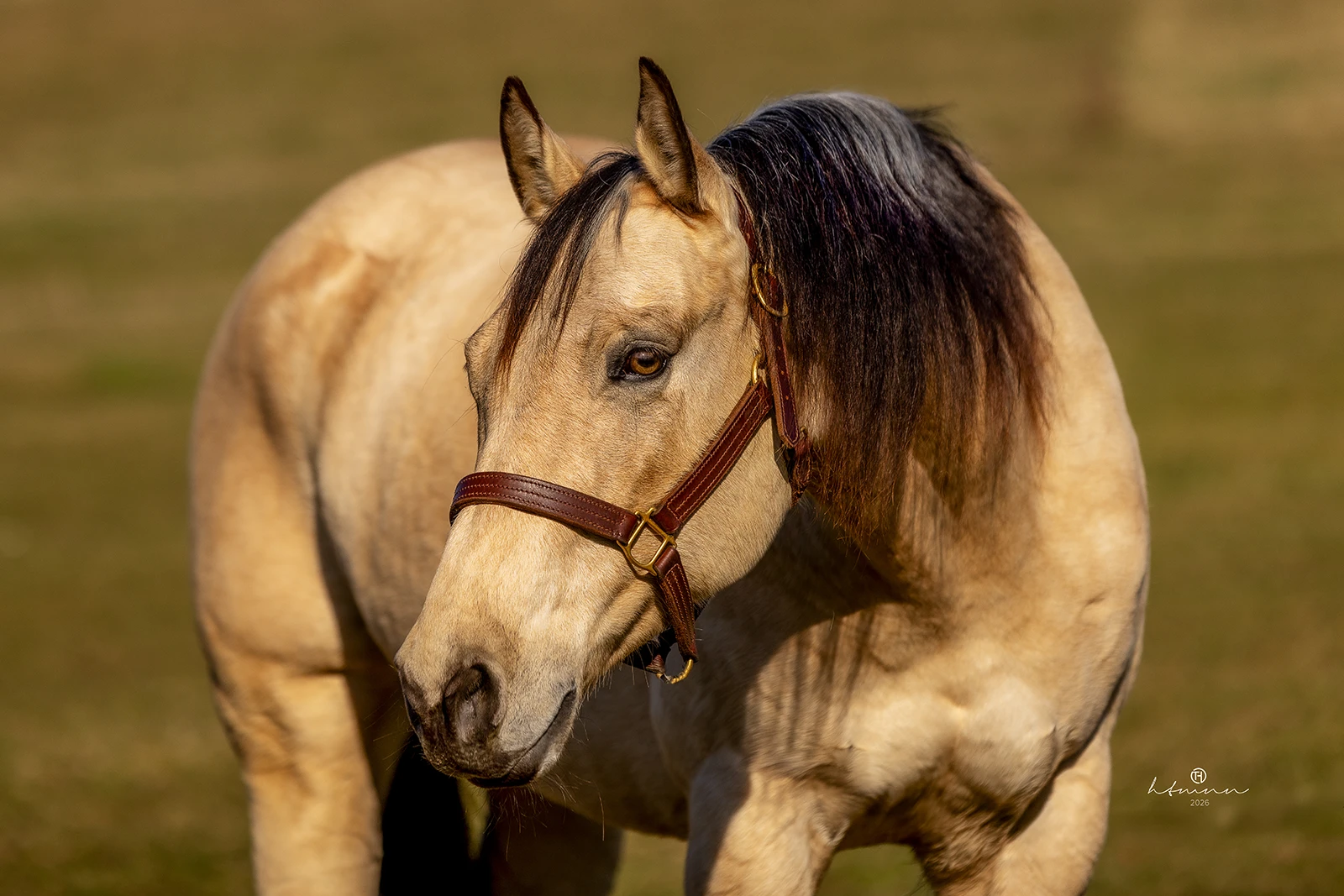 yumi-head quarter-horse-jährling-palomino-verkaufspferd